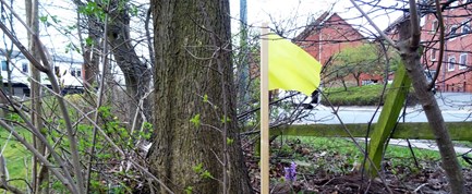 Hvad betyder de gule og grønne flag langs letbanens rute?